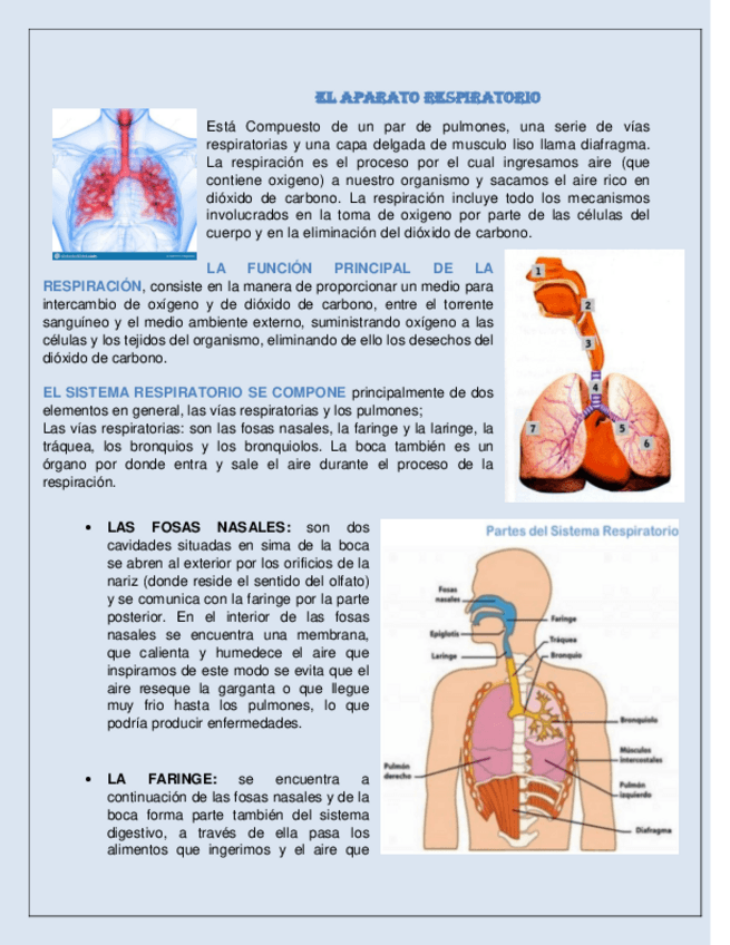 Miniatura del documento Sistema-respiratorio.pdf