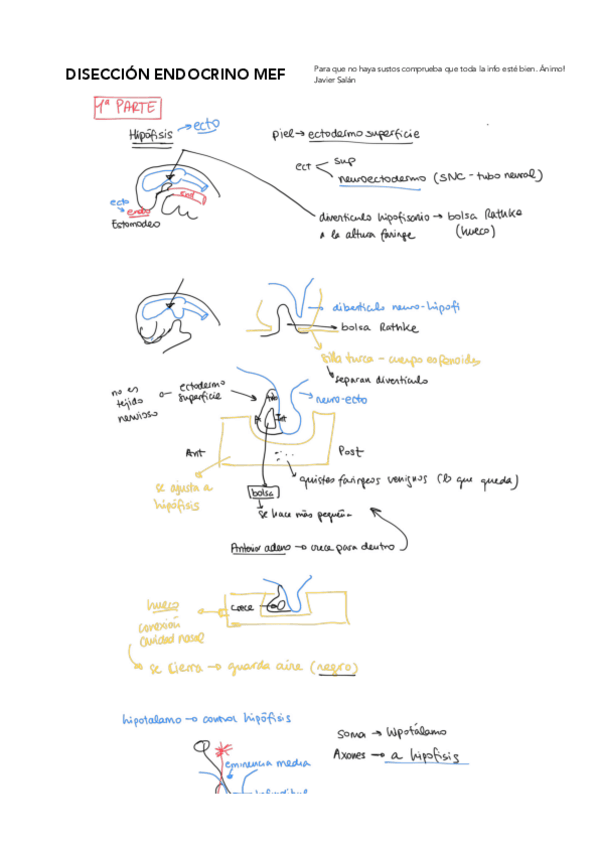 Miniatura del documento Disección MEFOS Endocrino.pdf
