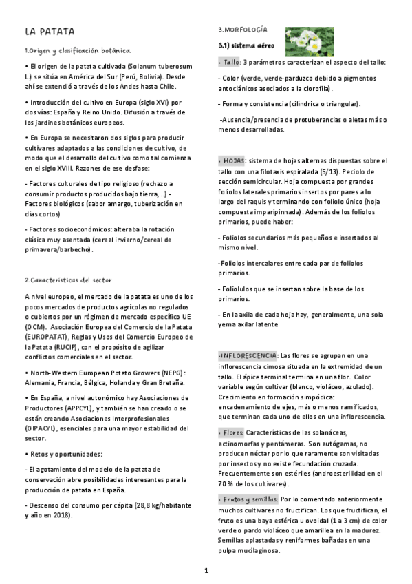 Miniatura del documento LA-PATATA-1.pdf