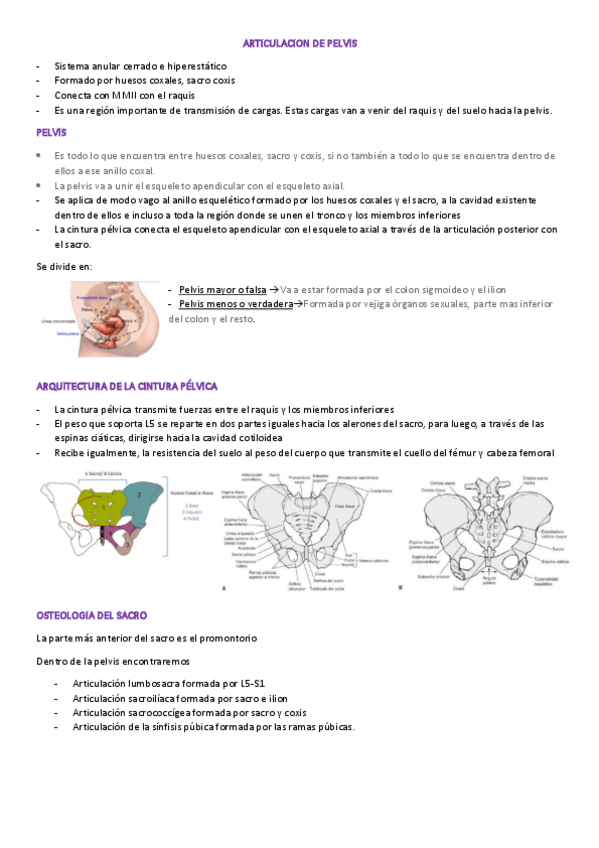 Miniatura del documento ARTICULACION-DE-PELVIS.pdf