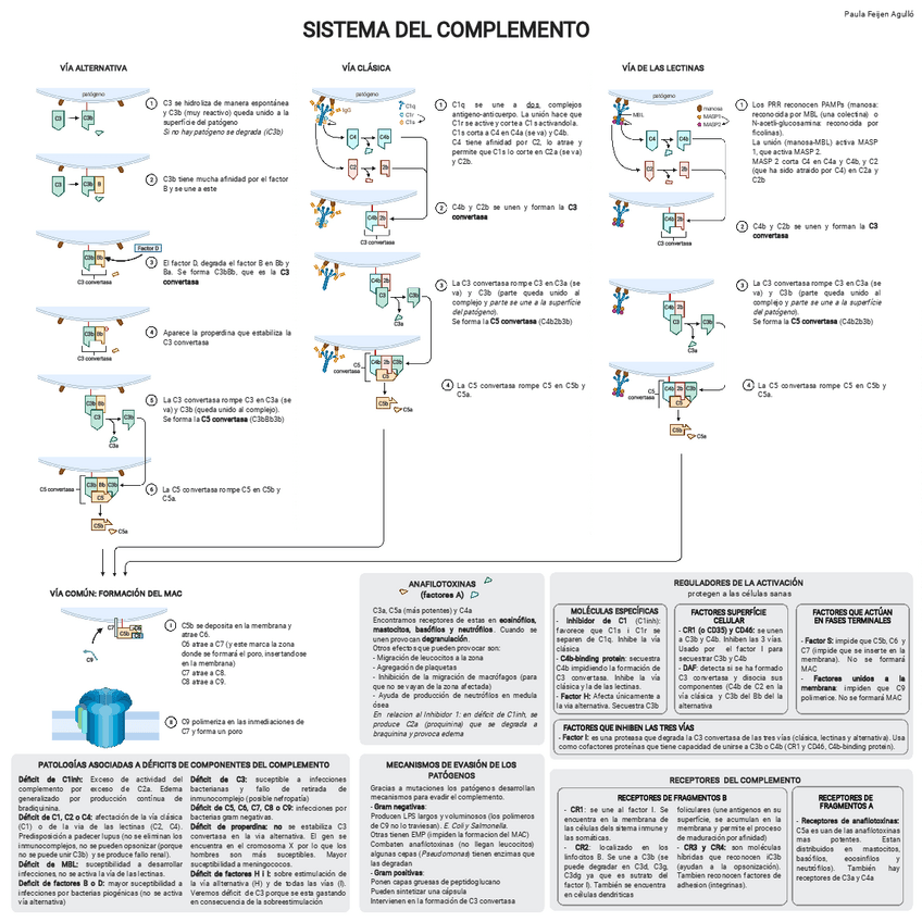 Miniatura del documento 4-sistema-del-complemento.pdf