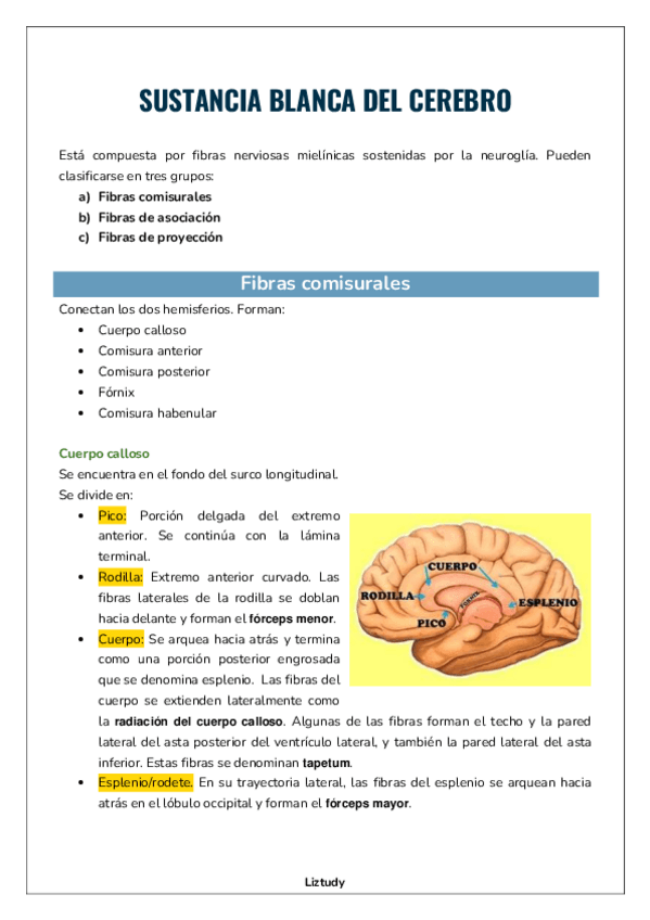 Miniatura del documento SUSTANCIA-BLANCA-DEL-CEREBRO.pdf