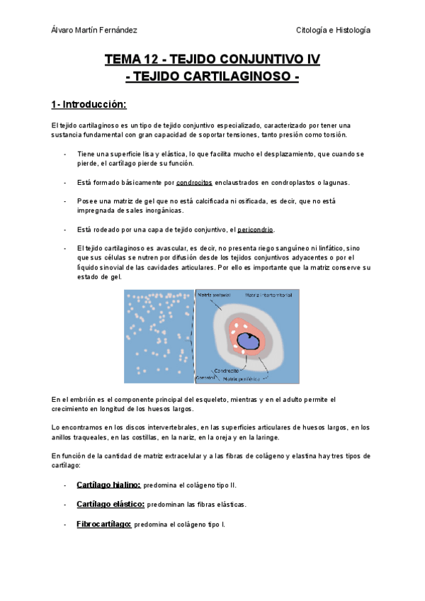 Miniatura del documento TEMA-12-TEJIDO-CONJUNTIVO-IV-TEJIDO-CARTILAGINOSO.pdf