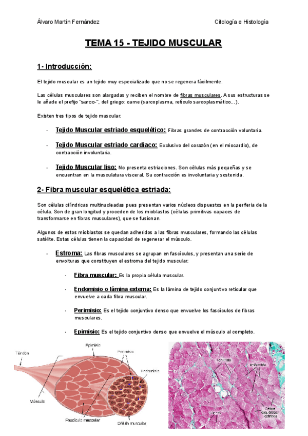 Miniatura del documento TEMA-15-TEJIDO-MUSCULAR.pdf