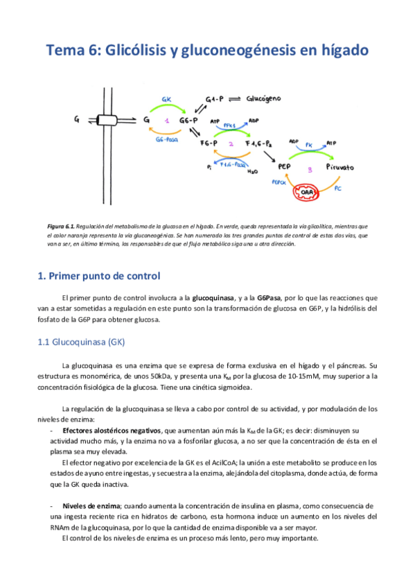 Miniatura del documento Tema 6 - Glicólisis y gluconeogénesis en hígado .pdf