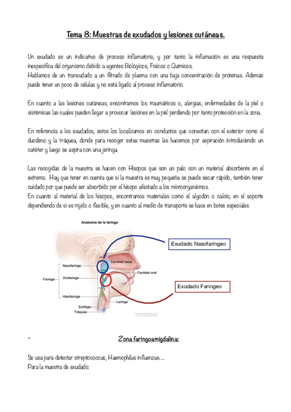 Miniatura del documento Tema-8-GMB-.pdf