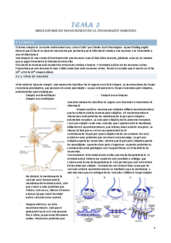Miniatura del documento tema-3-mecanismes-de-transmissio-de-la-informacio-nerviosa.pdf