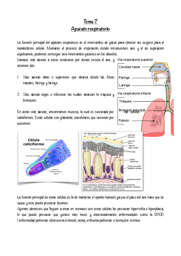 Miniatura del documento Tema-7-Aparato-respiratorio.pdf