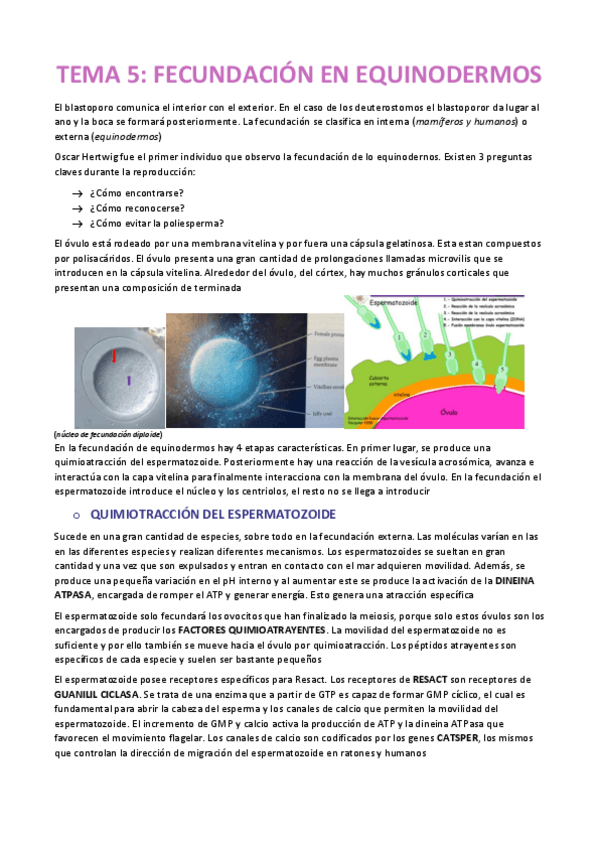 Miniatura del documento TEMA-5-EMBRIOLOGIA.pdf