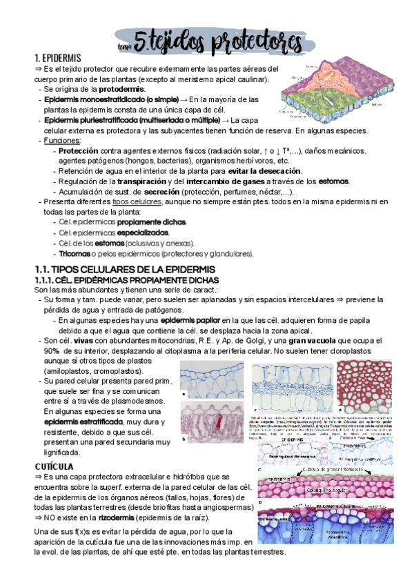 Miniatura del documento Tema-5.pdf