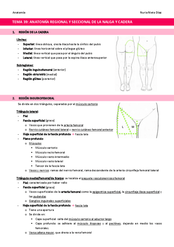 Miniatura del documento TEMA-39-Anatomia-regional-y-seccional-de-la-nalga-y-cadera.pdf