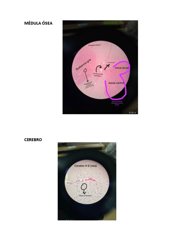 Miniatura del documento ilovepdfmerged-4-1.pdf