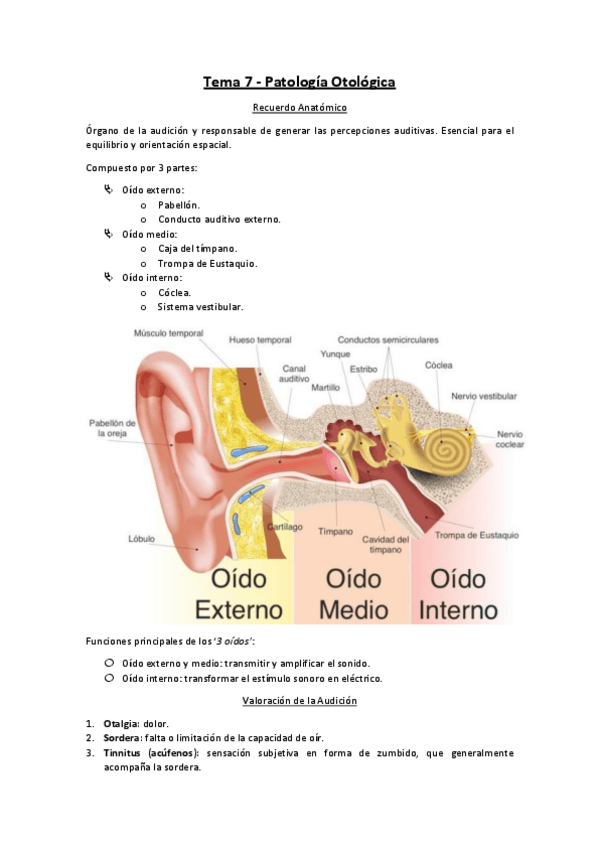 Miniatura del documento Tema-7-Patologia-Otologica.pdf