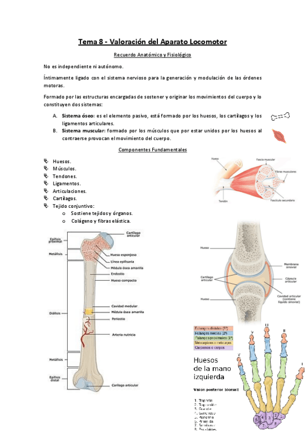 Miniatura del documento Tema-8-Valoracion-del-Aparato-Locomotor.pdf
