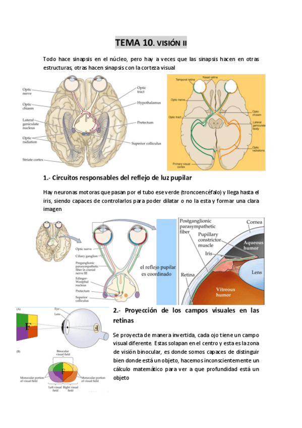 Miniatura del documento TEMA-10-La-vision-II.pdf
