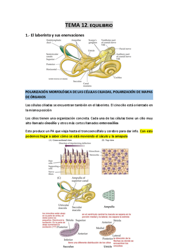 Miniatura del documento TEMA-12-Equilibrio.pdf