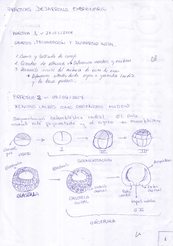 Miniatura del documento Practicas de Biologia del Desarrollo.PDF