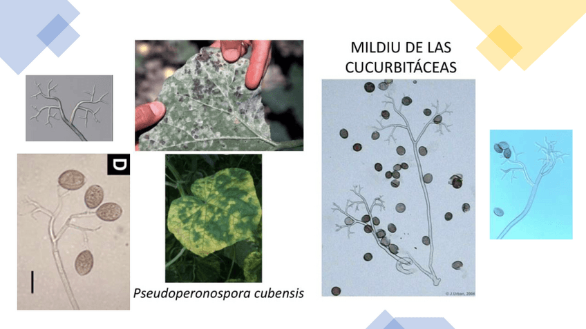 Miniatura del documento Diagnosticos-PC.pdf