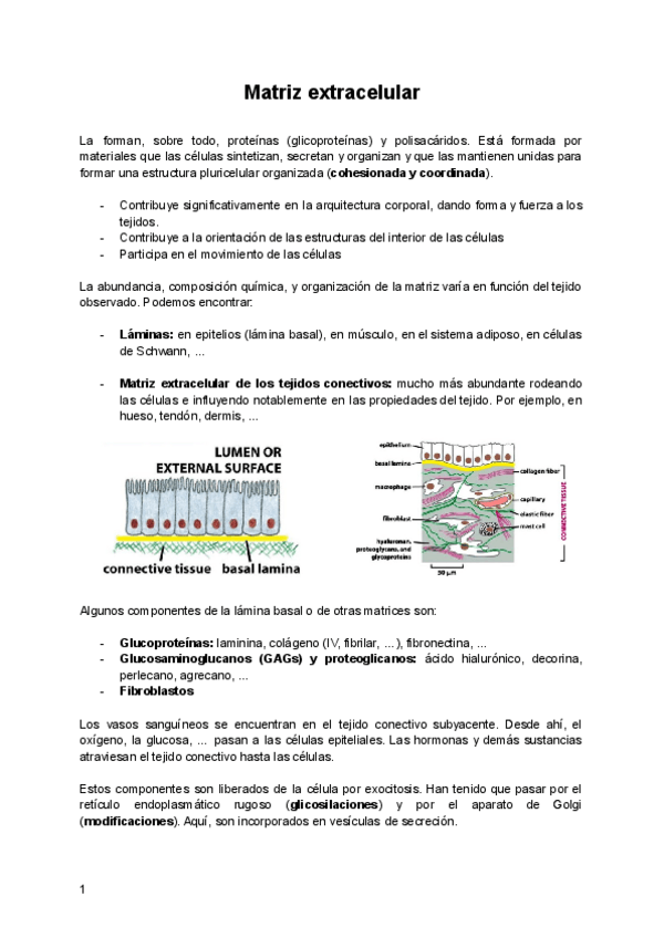 Miniatura del documento Tema-2-Matriz-extracelular.pdf