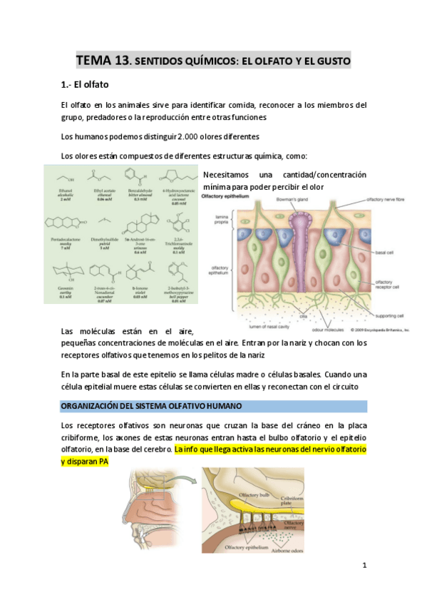 Miniatura del documento TEMA-13-Sentidos-quimicos-Olfato-y-Gusto.pdf