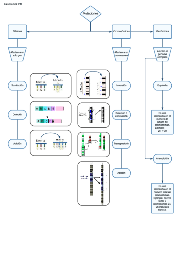 Miniatura del documento Esquema-mutaciones.pdf