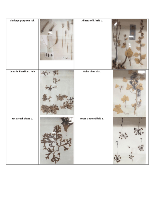 Miniatura del documento Plantas-VISU.pdf