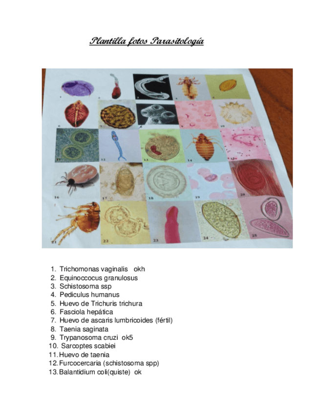 Miniatura del documento Plantilla-fotos-Parasitologia.pdf