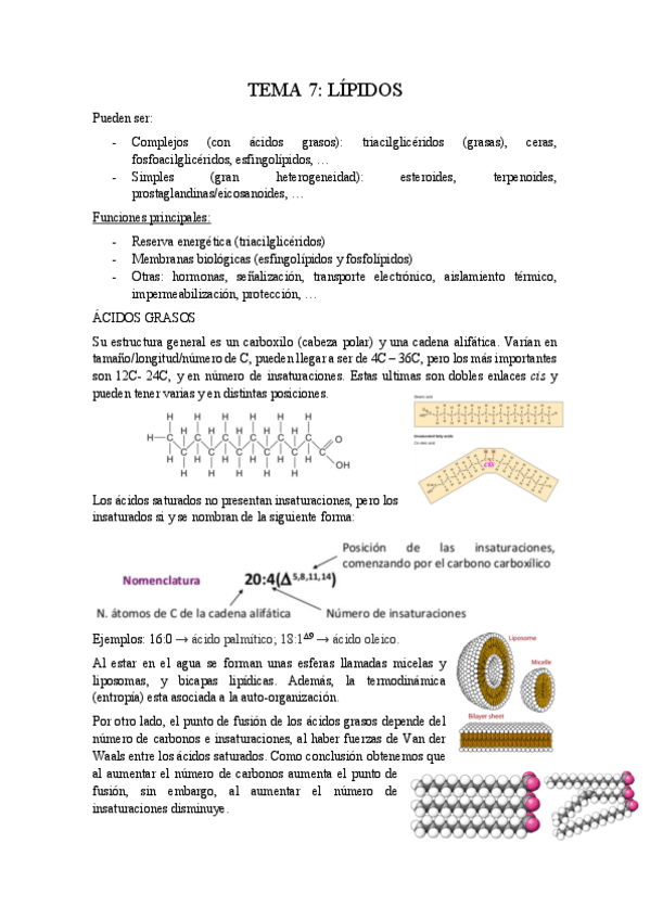 Miniatura del documento Tema-7-Lipidos.pdf