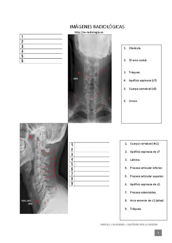 Miniatura del documento imagenes-resueltas-examen-2-Anatomia.pdf