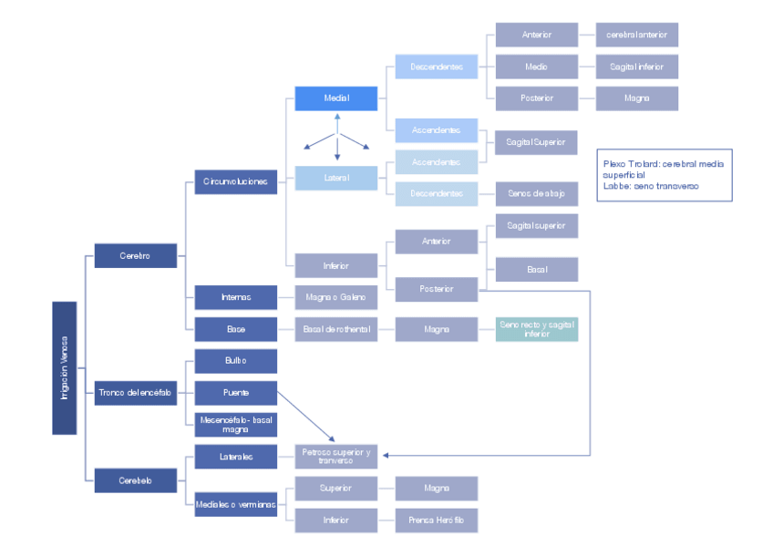 Miniatura del documento Irrigacion-venosa-copia.pdf