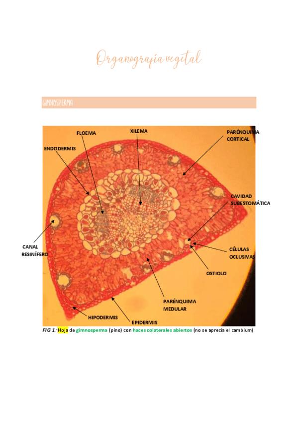 Miniatura del documento Organografia-vegetal.pdf