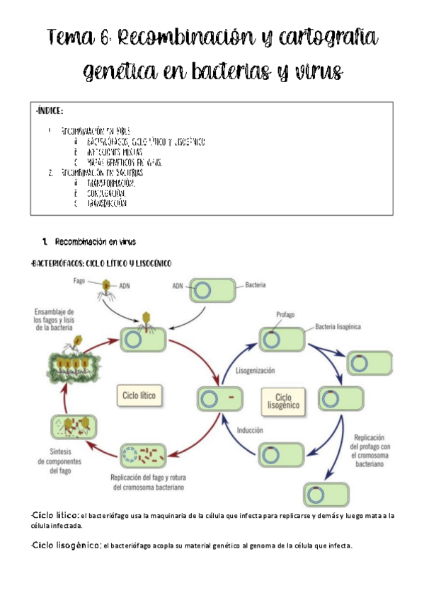 Miniatura del documento tema-6-genetica.pdf