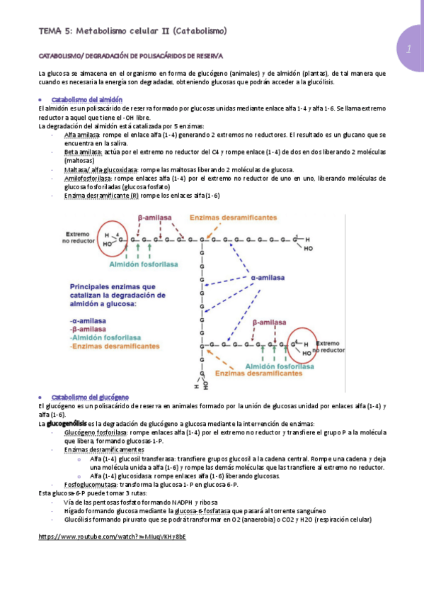 Miniatura del documento catabolismo.pdf