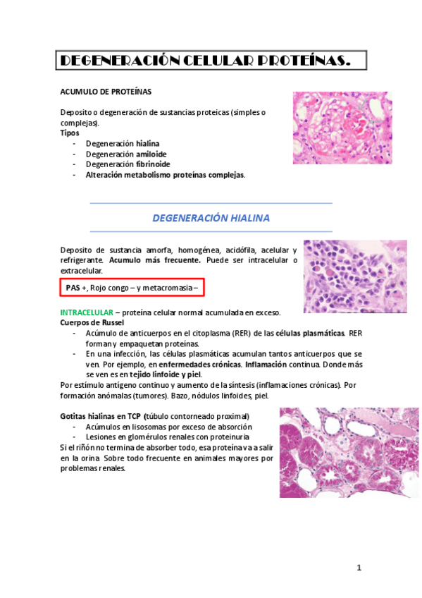 Miniatura del documento DEGENERACION-CELULAR-PROTEINAS.pdf