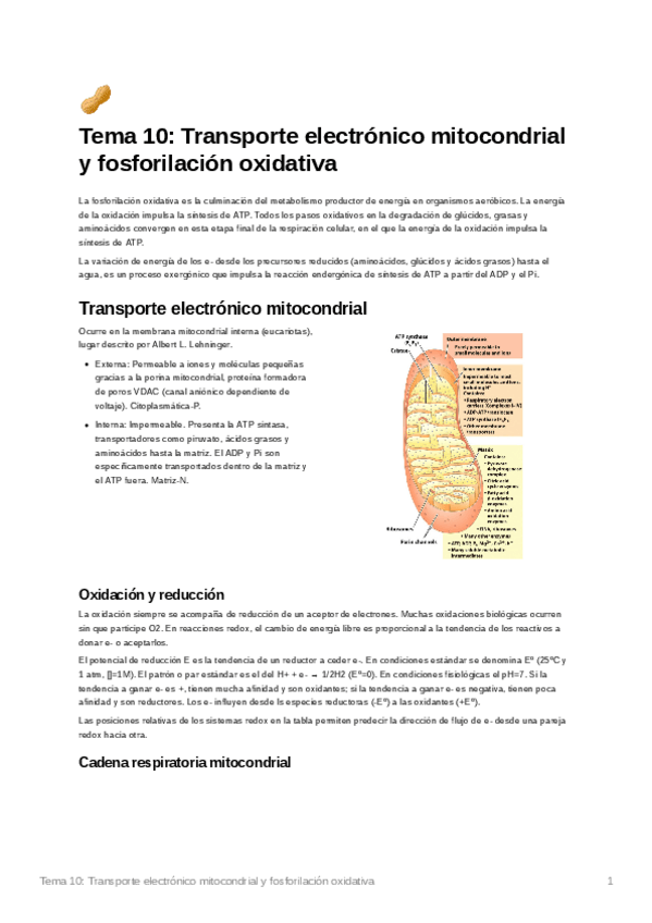 Miniatura del documento Tema10Transporteelectrnicomitocondrialyfosforilacinoxidativa.pdf