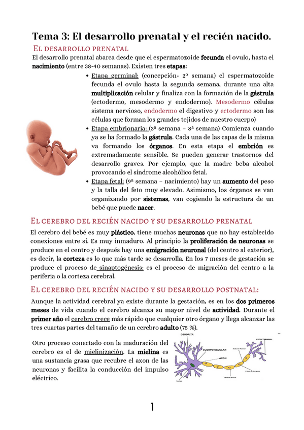 Miniatura del documento Tema-3-El-desarrollo-prenatal.pdf