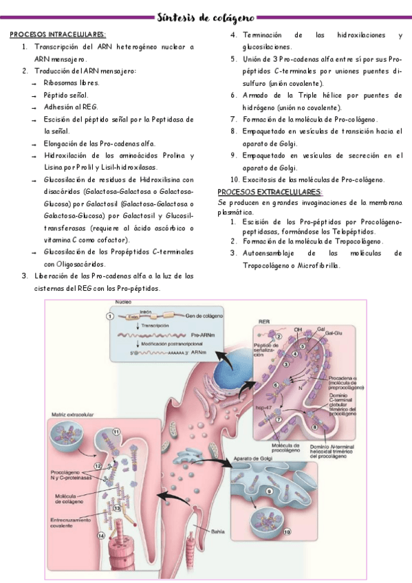 Miniatura del documento Sintesis-de-colageno.pdf