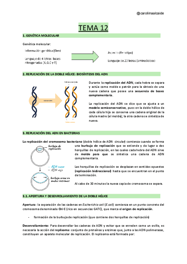 Miniatura del documento TEMA-12-Genetica-molecular-I-replicacion-y-transcripcion-del-ADN.pdf