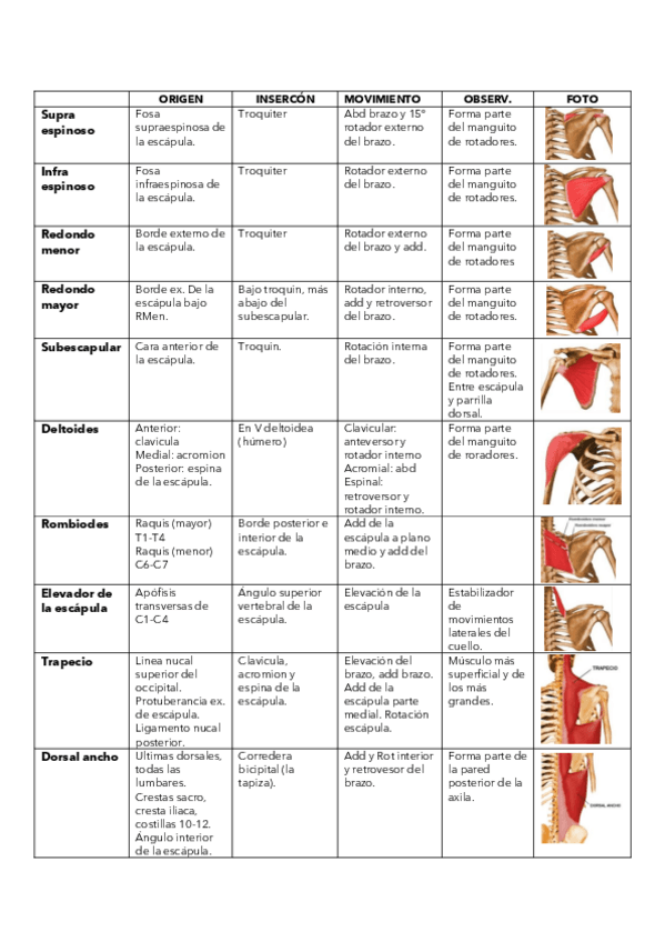 Miniatura del documento MUSCULOS-imprimir.pdf