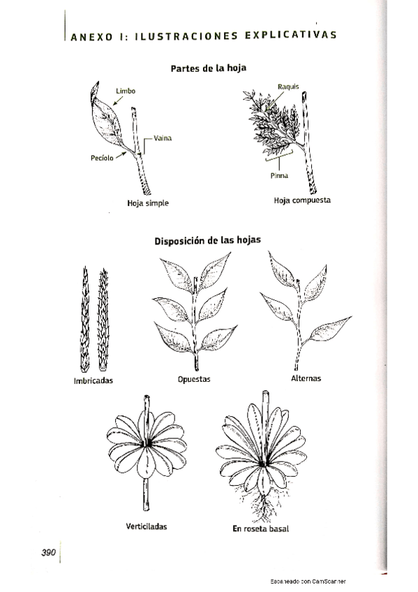 Miniatura del documento dibujos-explicativos.pdf