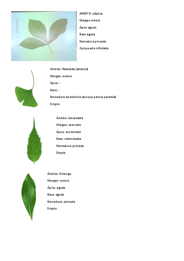 Miniatura del documento CLASES-INVERTIDAS.pdf