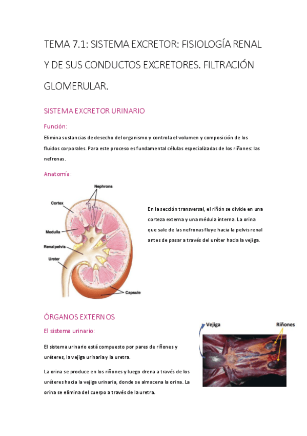 Miniatura del documento t-7.pdf