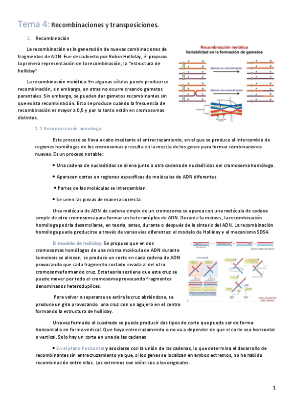 Miniatura del documento Tema-4-genetica.pdf