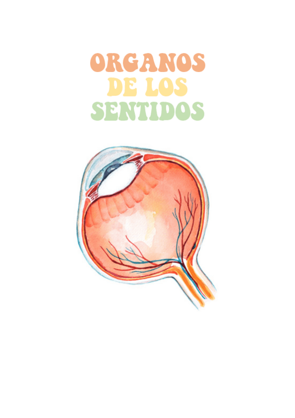 Miniatura del documento ORGANOS-DE-LOS-SENTIDOS.pdf