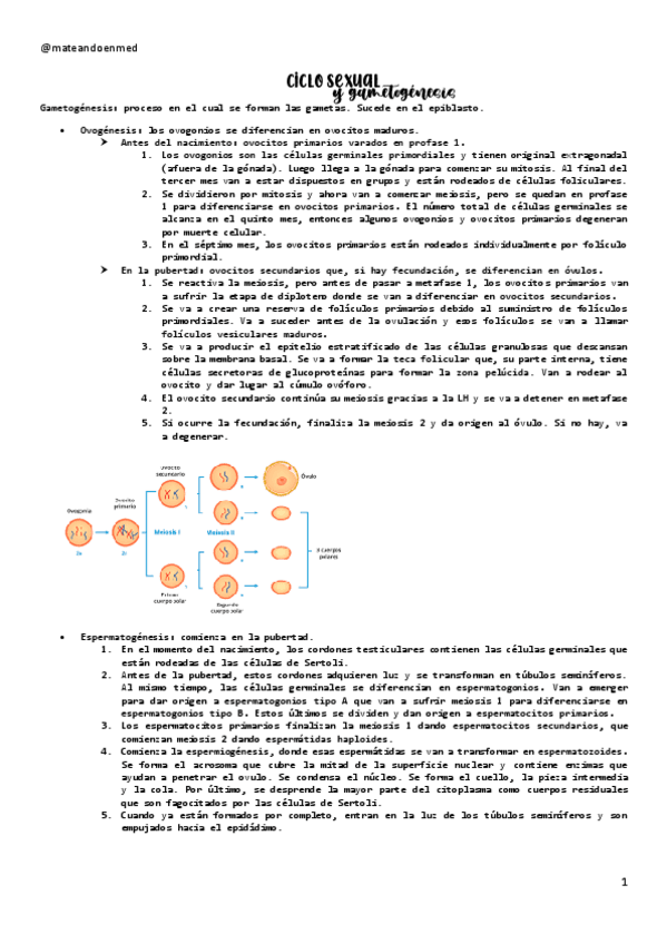 Miniatura del documento CICLO-SEXUAL-Y-GAMETOGENESIS.pdf