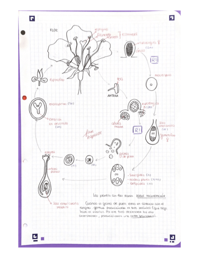 Miniatura del documento ciclovidaflorMRG-1.pdf