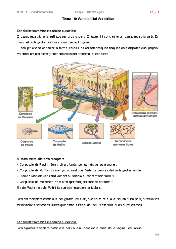Miniatura del documento Tema 16 - Sensibilitat somàtica.pdf