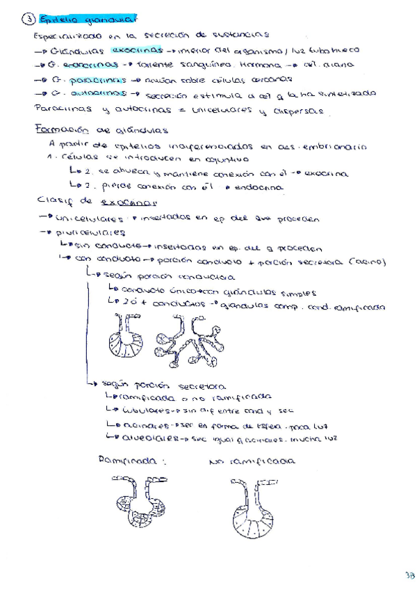 Miniatura del documento Epitelio glandular esquema CON DIBUJOS.pdf