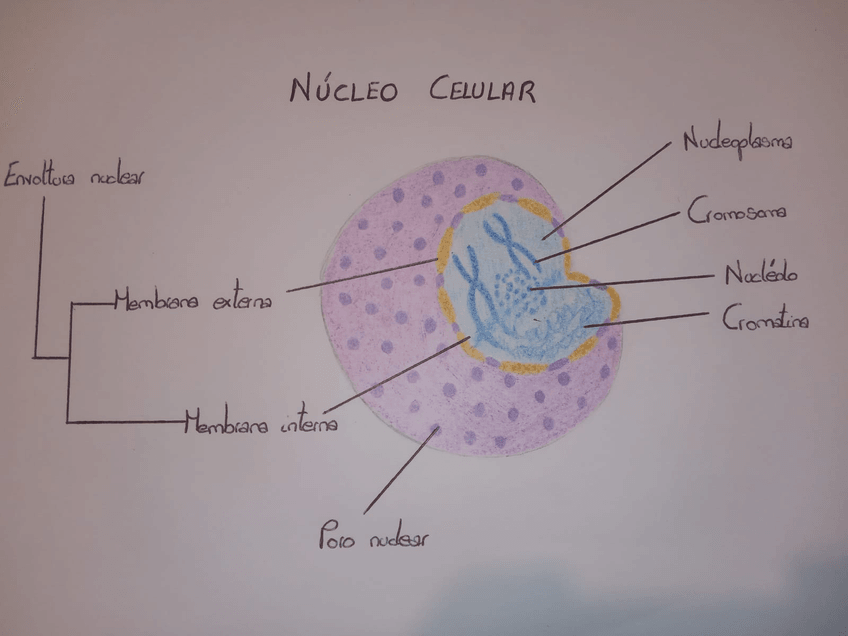 Miniatura del documento Nucleo.jpg