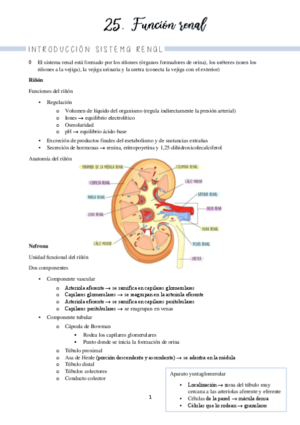 Miniatura del documento Bloque 7 renal (temas 25-26)